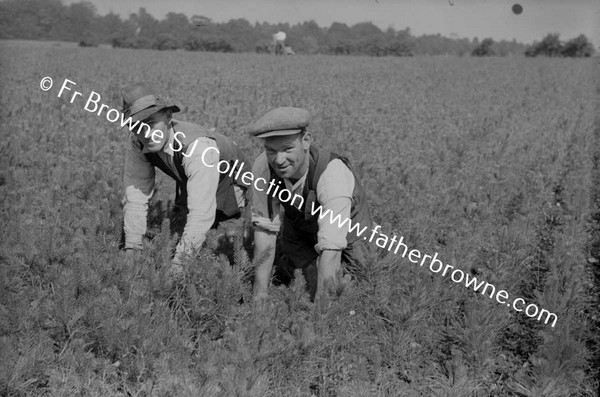 FARMING MEN WORKING IN FIELDS